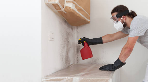 Professional Attic Mold Remediation technician working in Millersburg, OR