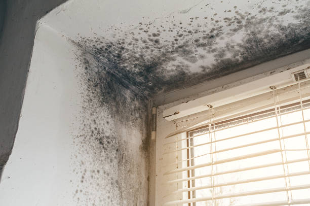 Affordable Attic Mold Remediation solutions in Millersburg, OR